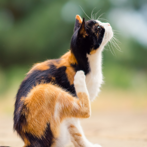 Pet Allergies and Dermatology