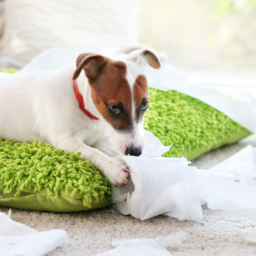 Pet Behavior Management