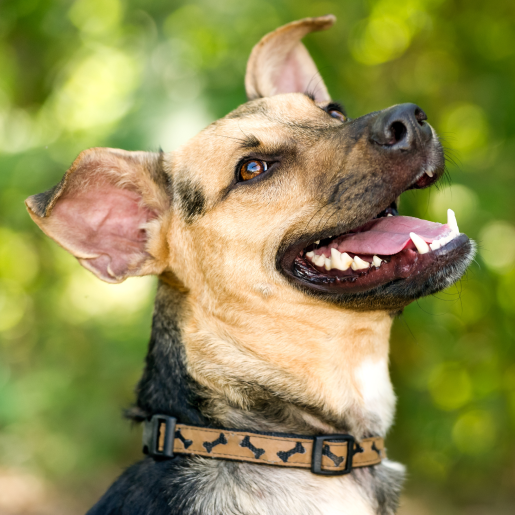 Pet Dental Care