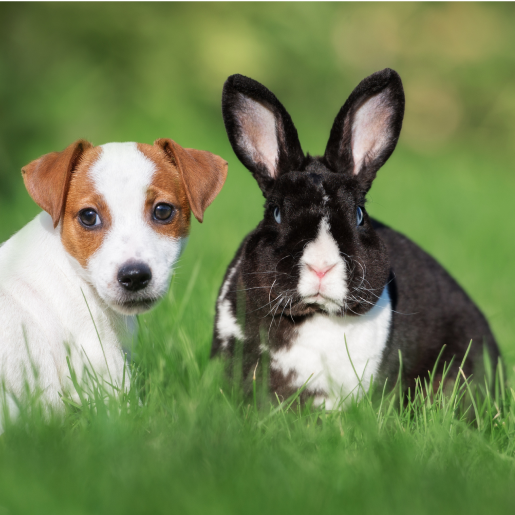 Exotic Pet Care