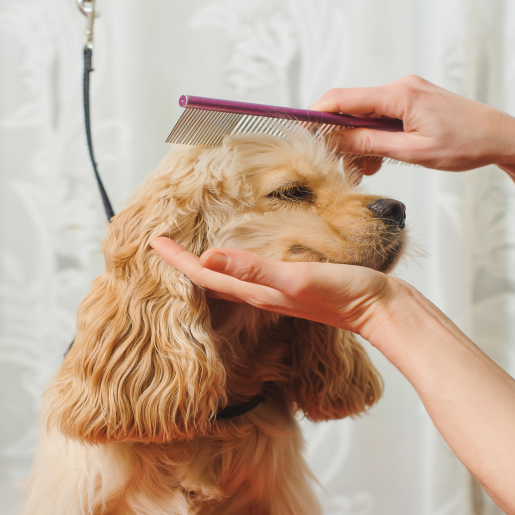 Pet Grooming and Bathing
