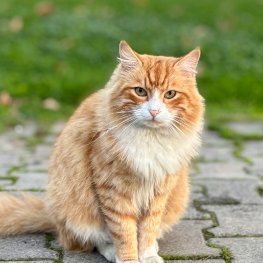 Pet Health Certificates