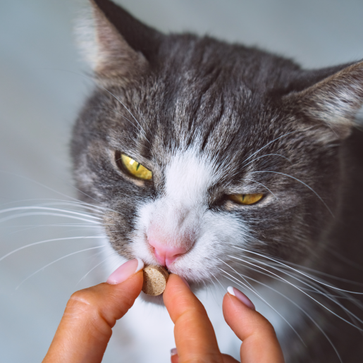 Pet Pharmacy