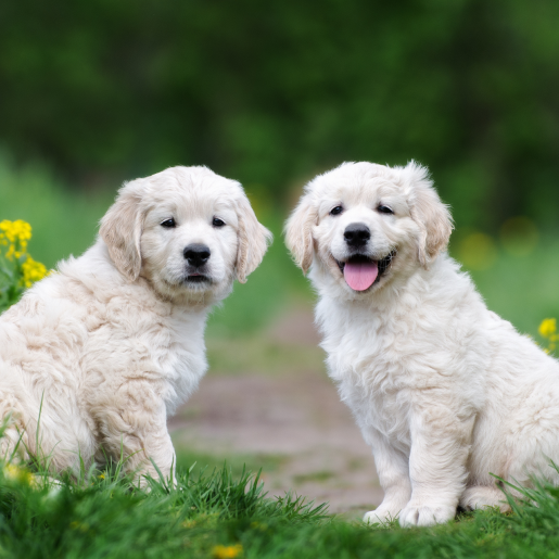 Puppy and Kitten Care