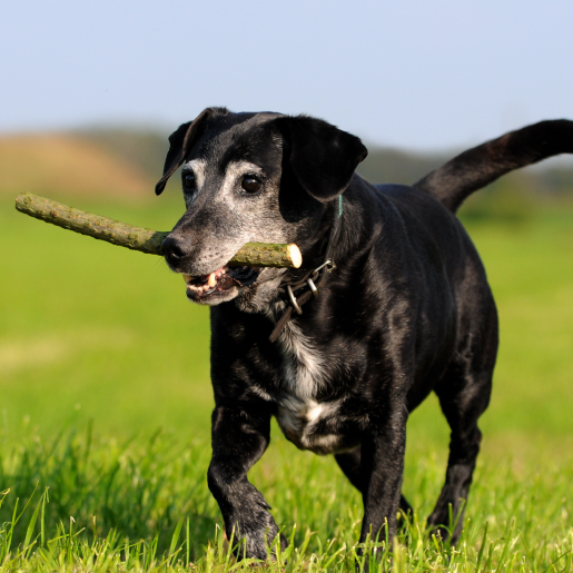 Senior Pet Care