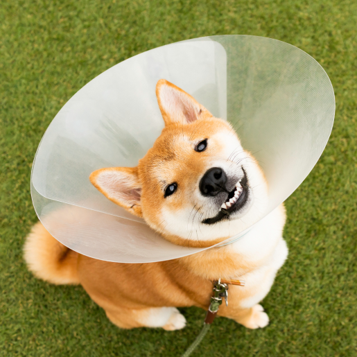 Pet Surgery