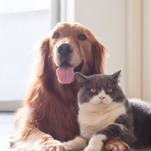 Pet Wellness and Preventative Care
